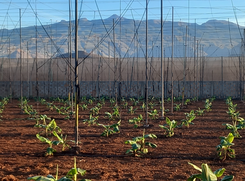 Plantación de plátanos en Tenerife